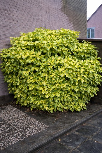 Аукуба японська Кротоніфолія|Aucuba japonica Crotonifolia|Аукуба японская Кротонифолия